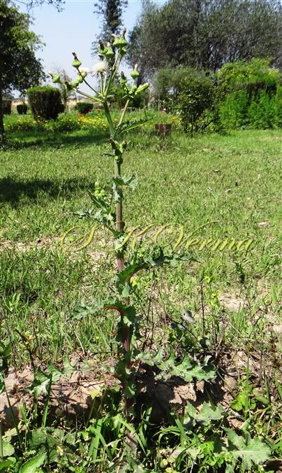  Plant